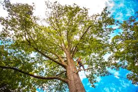 Best Tree Cabling and Bracing  in Sonterra, TX