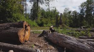 How Our Tree Care Process Works  in  Sonterra, TX