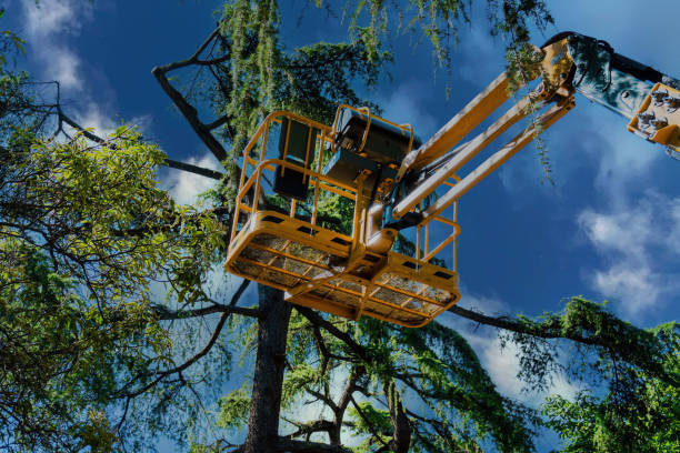 Trusted Sonterra, TX Tree Services Experts